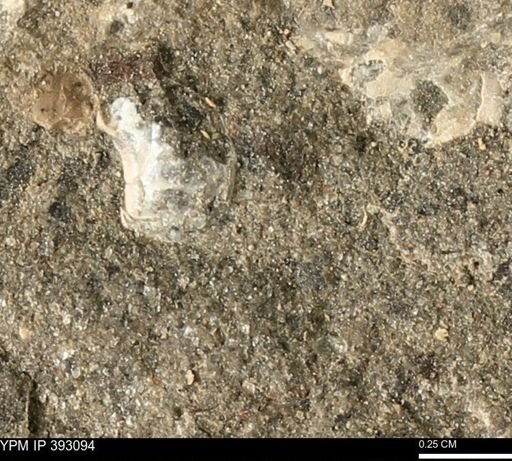 Scaphites sp.