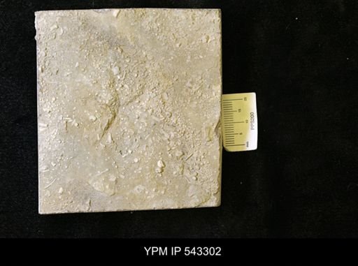 Asteriacites sp.