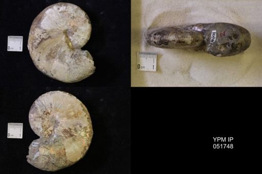 Hoploscaphites nicolletii