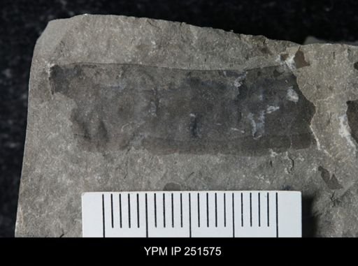 undet. Eurypterida
