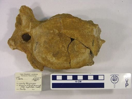 Arsinoitherium sp.