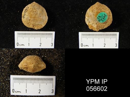 Atrypa reticularis
