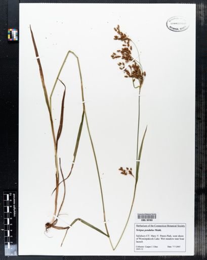 Scirpus pendulus