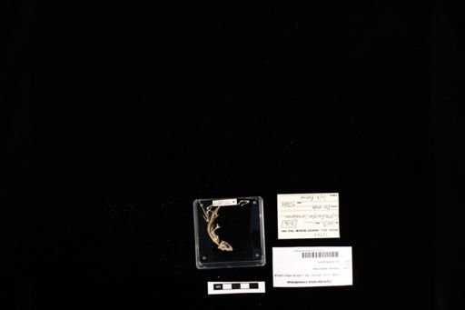 Cyrtodactylus consobrinus
