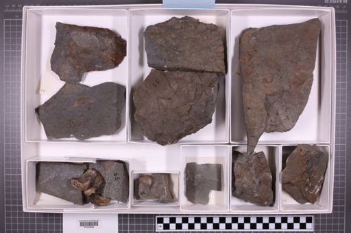mixed taxa, stratigraphic collection