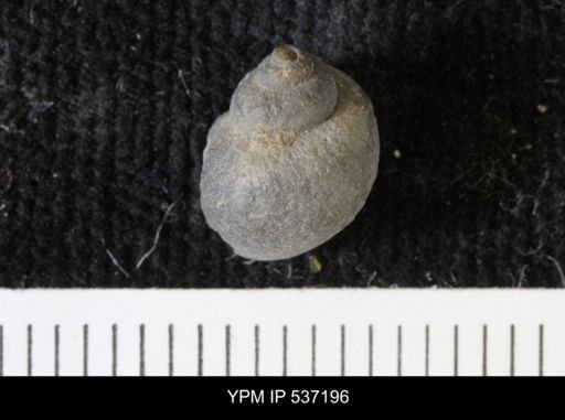 Viviparus montanaensis