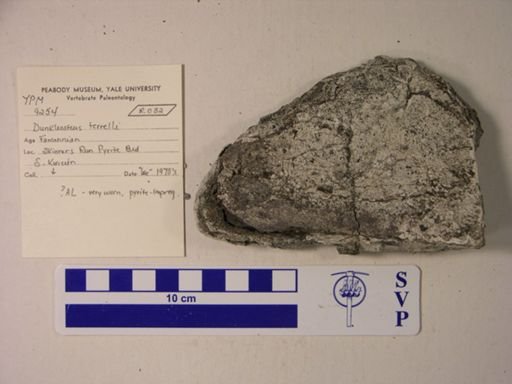 Dunkleosteus terrelli