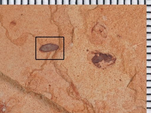 undet. Coleoptera