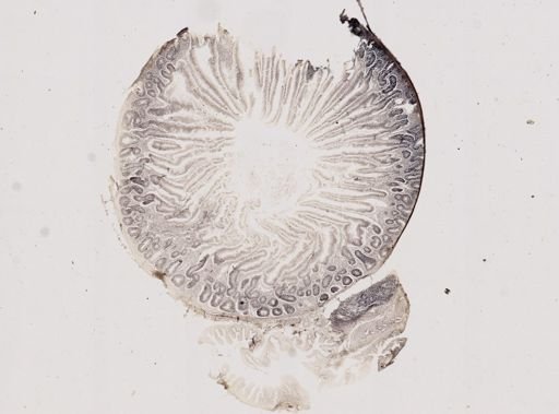Isospora lacazei
