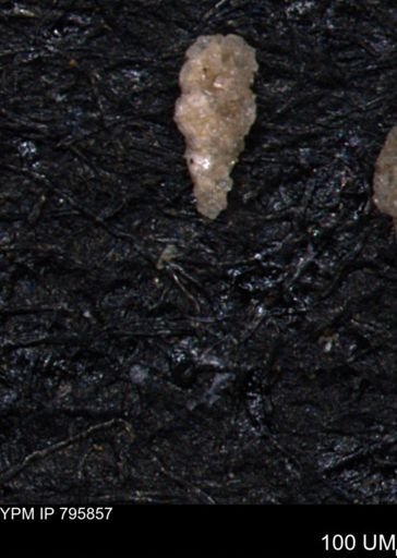 Verneuilina canadensis