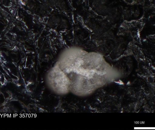 undet. Foraminiferida