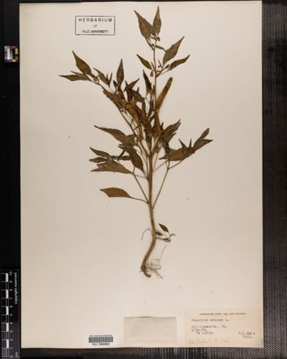 Plantae