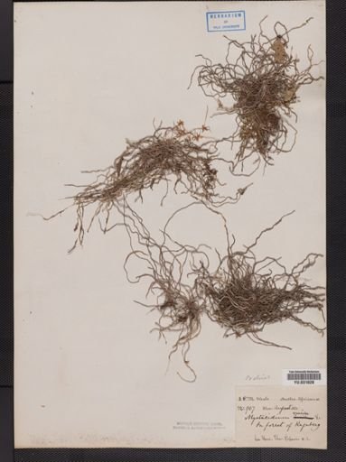 Plantae