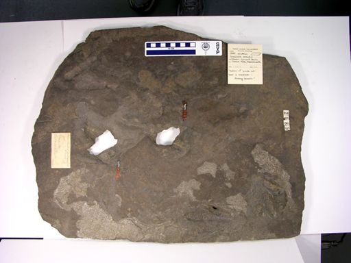 Grallator cuneatus
