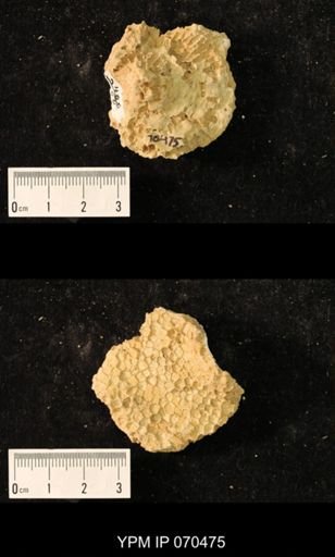 Favosites brownsportensis