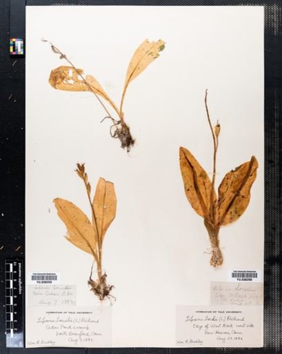 Liparis loeselii
