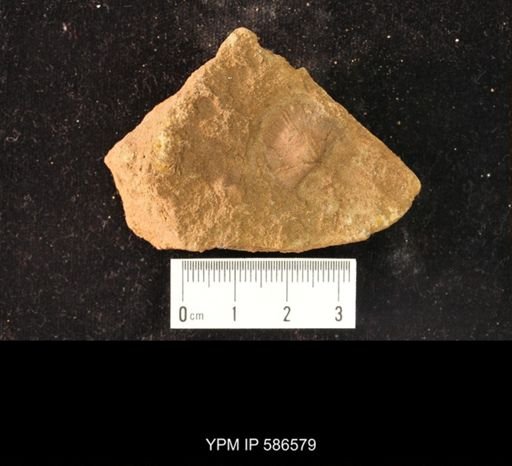 Nisusia festinata