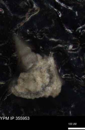 undet. Foraminiferida