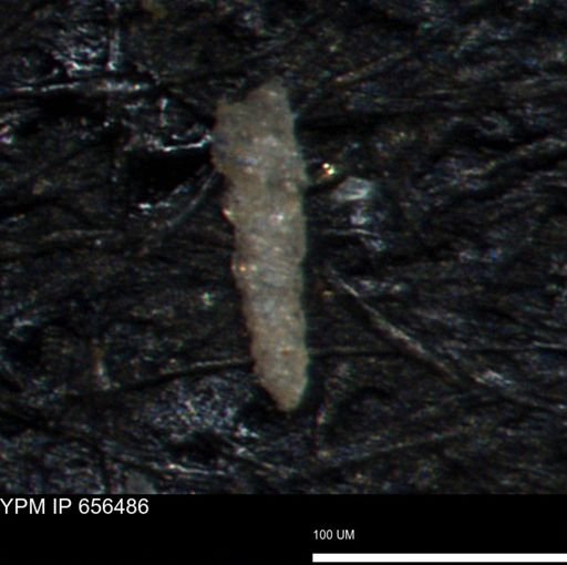 Verneuilinoides hectori