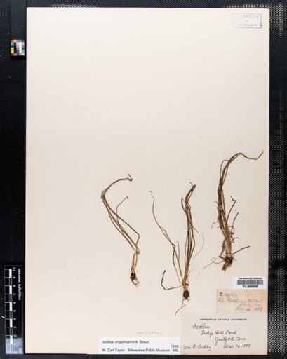 Isoetes engelmannii