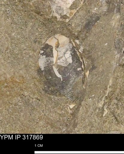 undet. Bivalvia
