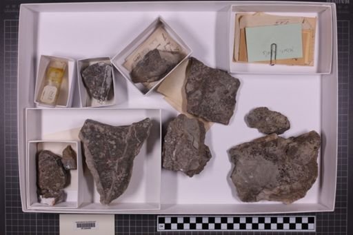 mixed taxa, stratigraphic collection