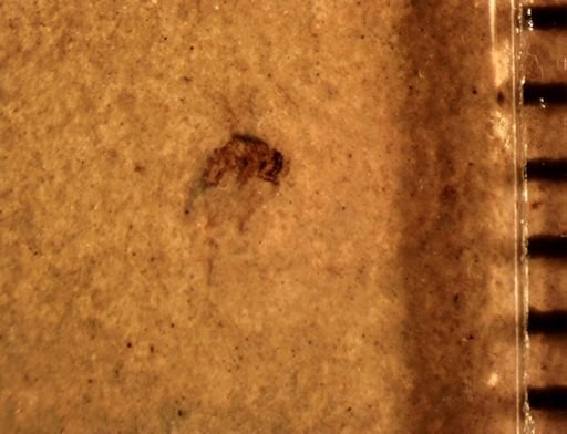 undet. Diptera