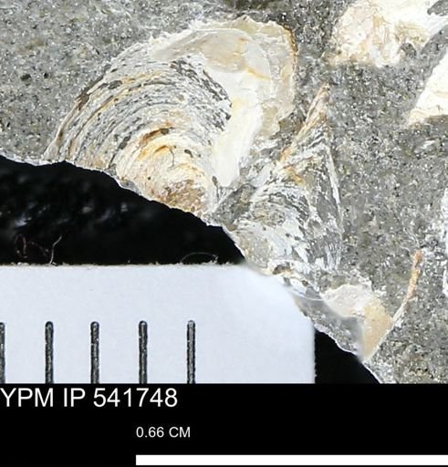 Limopsis striatopunctatus