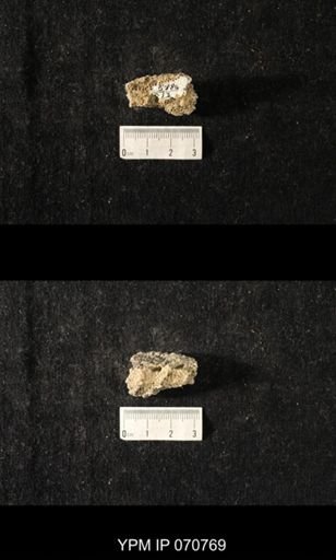 Favosites sp.