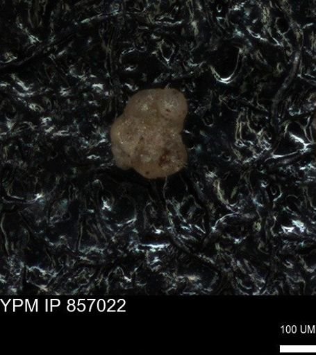 undet. Foraminiferida