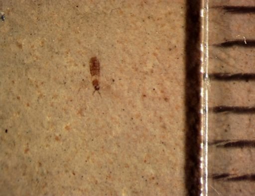 undet. Staphylinidae