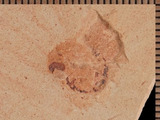 Coleoptera?