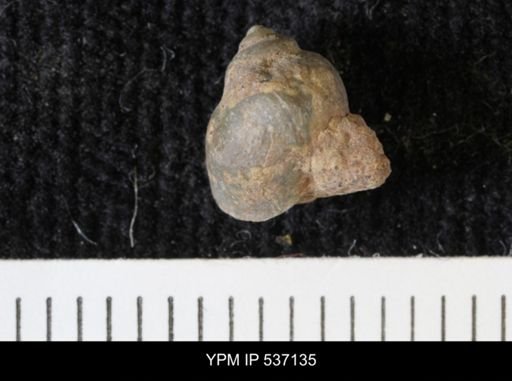 Viviparus montanaensis