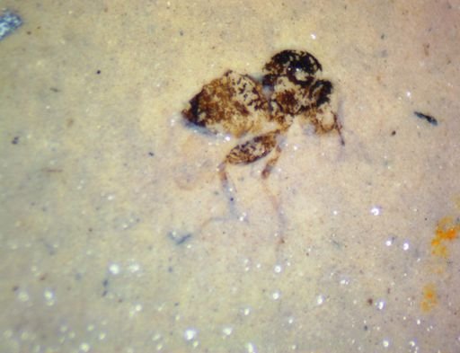 undet. Hexapoda