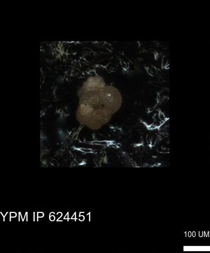 undet. Foraminiferida