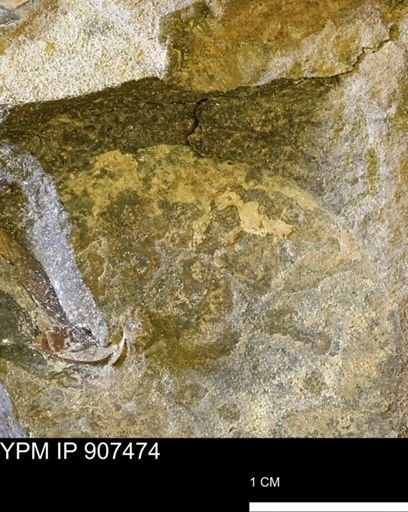 Sphenodiscus sp.
