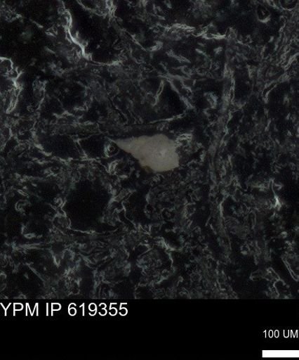 undet. Heterohelicidae