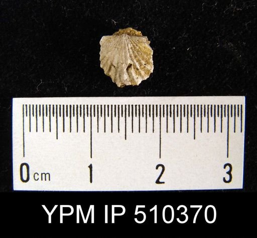 Strophodonta sp.