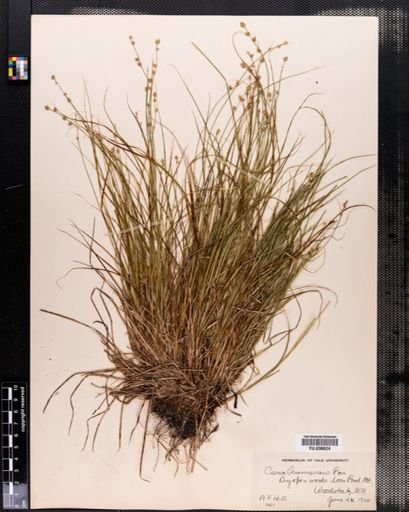 Carex brunnescens