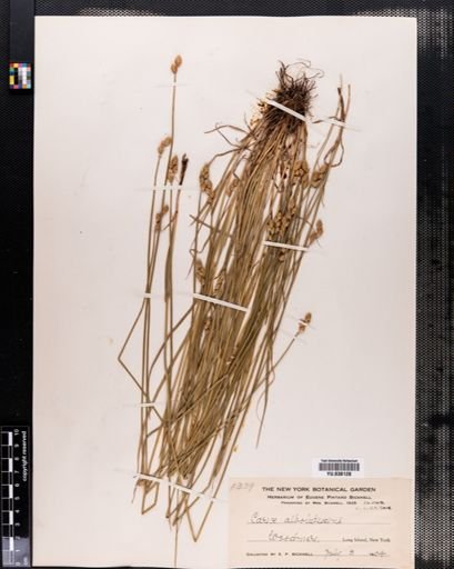 Carex albolutescens