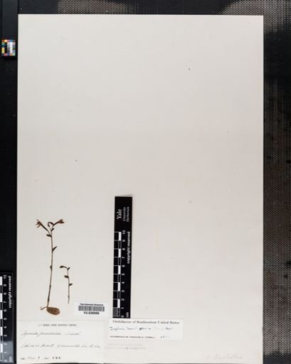 Triphora trianthophora