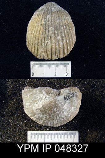Rhipidium pingius