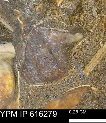 Protocardia subquadrata