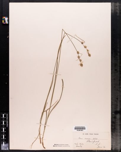 Carex rosea