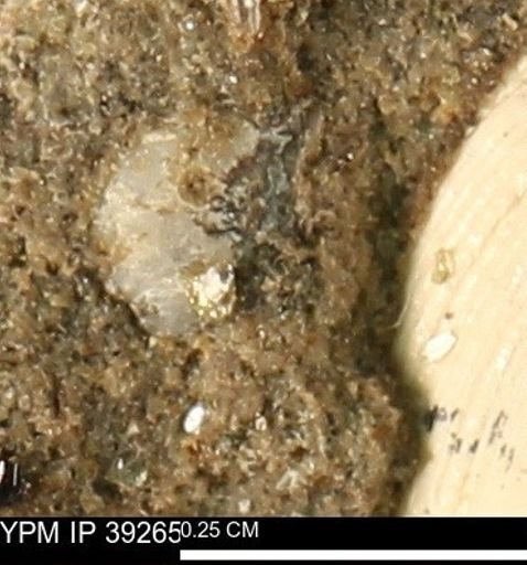 Protocardia subquadrata