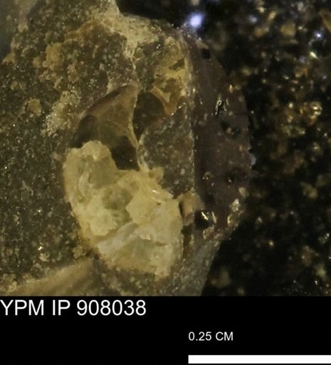 undet. Ammonoidea