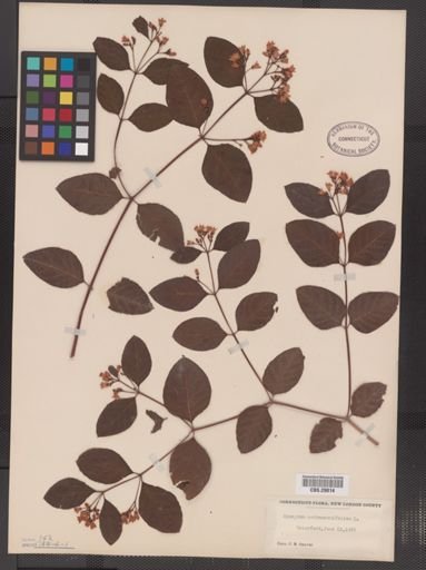 Apocynum androsaemifolium