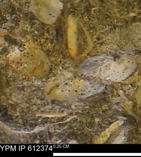 undet. Bivalvia