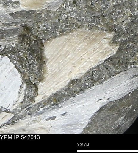 Protocardia?