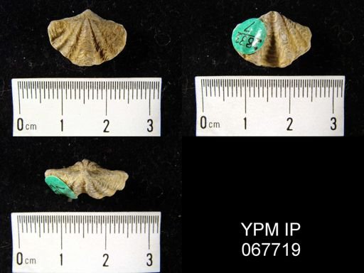 Delthyris perlamellosa